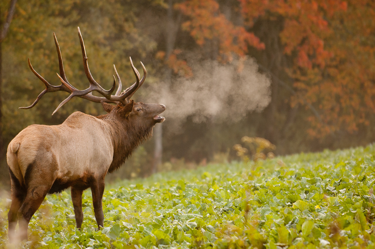 Bugling Bull Elk Showing Breath