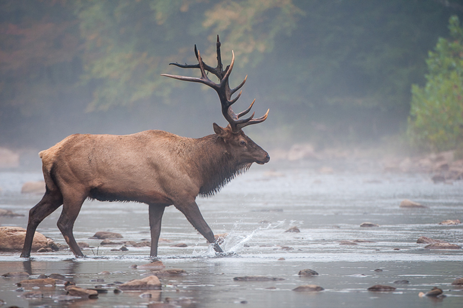 Bull elk crossing the river