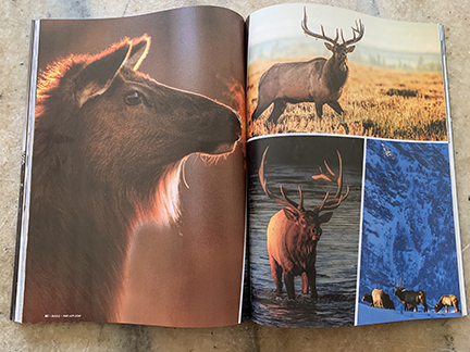 Backlit Elk Photo